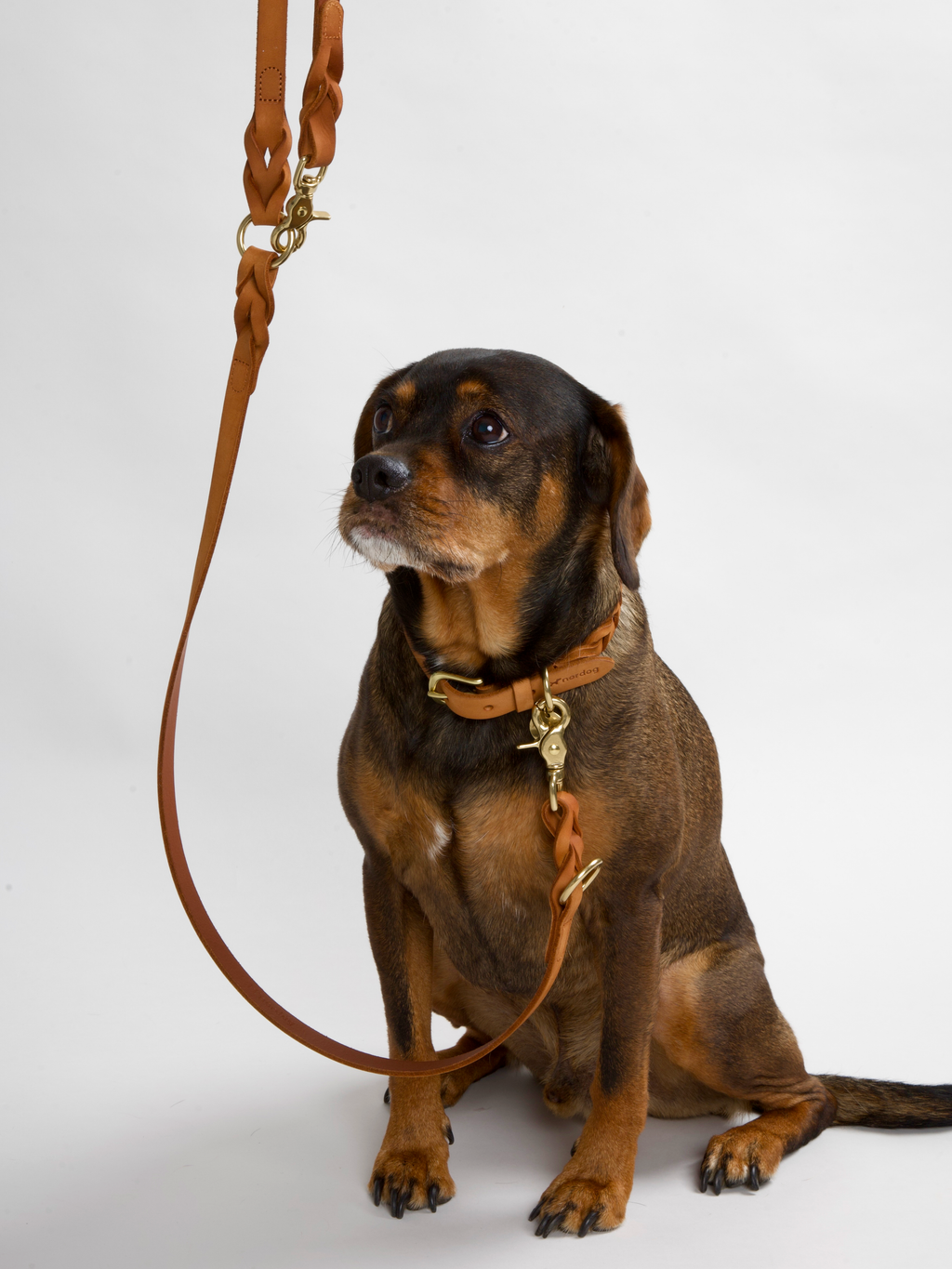 Hugo braided leather dog leash in cognac